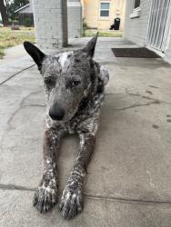 Found/Stray Male Dog last seen Coffee rd, Modesto, CA 95354