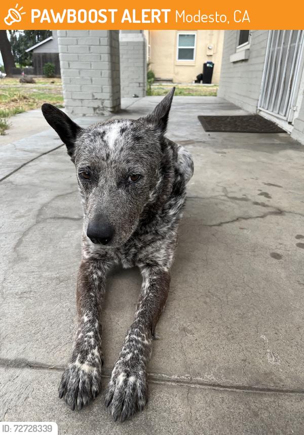 Found/Stray Male Dog last seen Coffee rd, Modesto, CA 95354