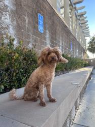 Lost Female Dog last seen Near N northam ave, thousand oaks, ca, Thousand Oaks, CA 91320
