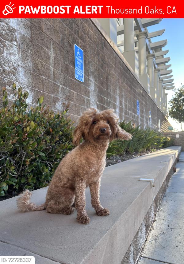 Lost Female Dog last seen Near N northam ave, thousand oaks, ca, Thousand Oaks, CA 91320