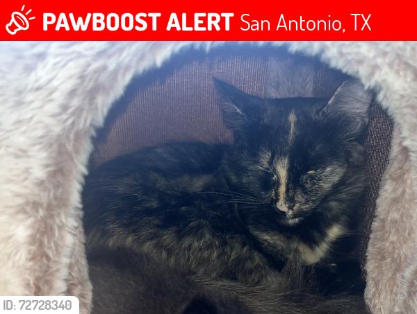 Lost Female Cat last seen Whitby Rd, San Antonio, TX 78240