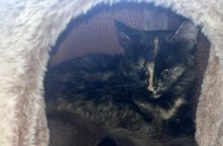 Lost Female Cat last seen Whitby Rd, San Antonio, TX 78240