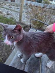 Found/Stray Female Cat last seen Near Ave and 194 St, Surrey, BC V3S 3L7