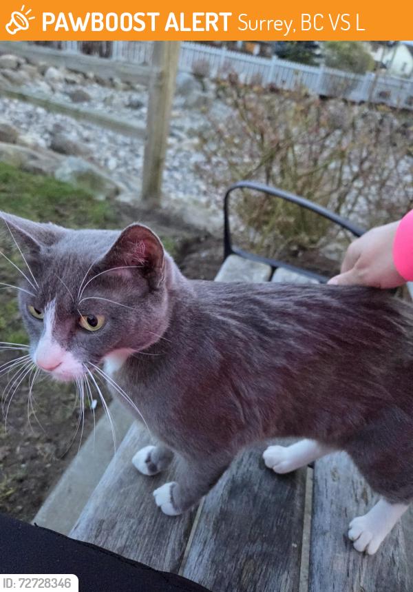 Found/Stray Female Cat last seen Near Ave and 194 St, Surrey, BC V3S 3L7