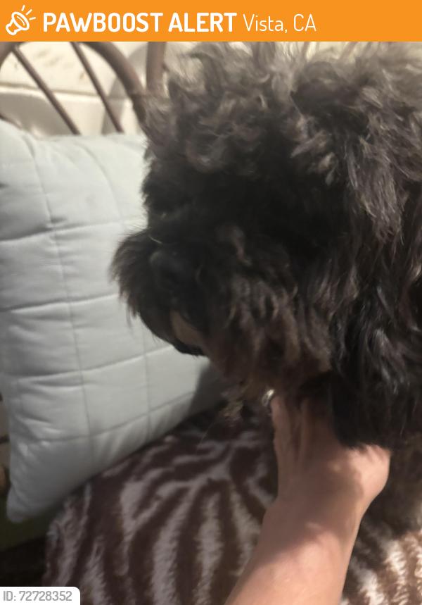 Found/Stray Male Dog last seen Civic center drive, Vista, CA 92084