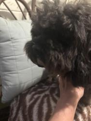 Found/Stray Male Dog last seen Civic center drive, Vista, CA 92084