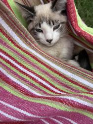 Lost Male Cat last seen Near W Glendale Ave, Glendale, AZ 85301