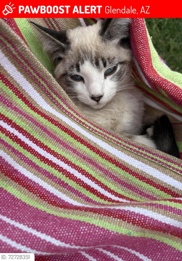 Lost Male Cat last seen Near W Glendale Ave, Glendale, AZ 85301