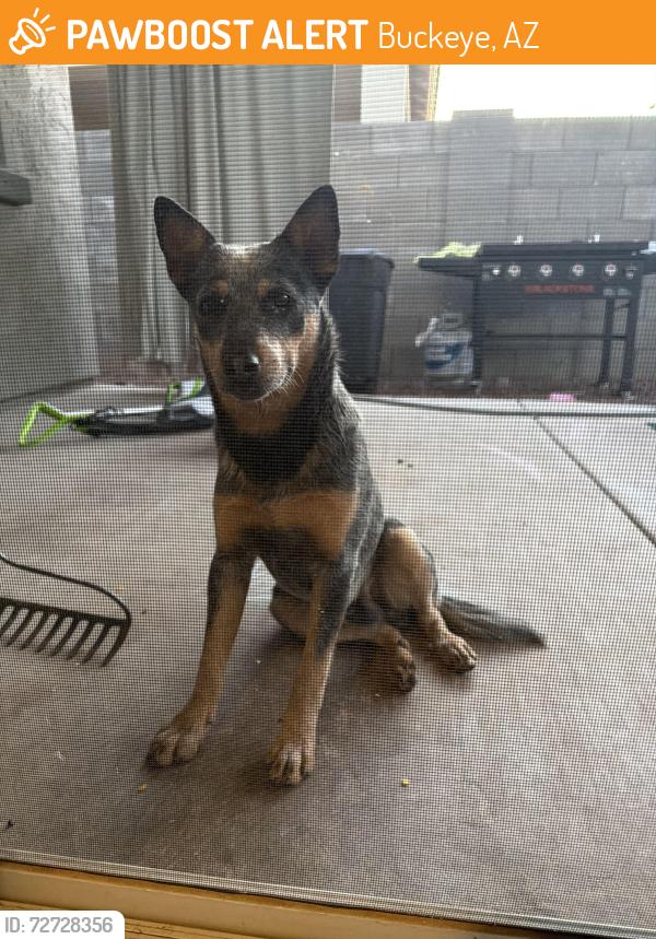 Found/Stray Male Dog last seen Miller and broadway buckeye , Buckeye, AZ 85326