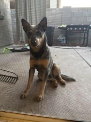 Found/Stray Male Dog last seen Miller and broadway buckeye , Buckeye, AZ 85326