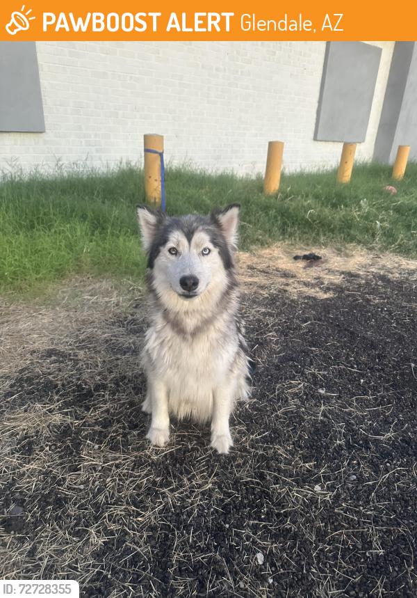 Found/Stray Unknown Dog last seen 59th ave Bethany  , Glendale, AZ 85304