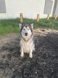 Found/Stray Unknown Dog last seen 59th ave Bethany  , Glendale, AZ 85304