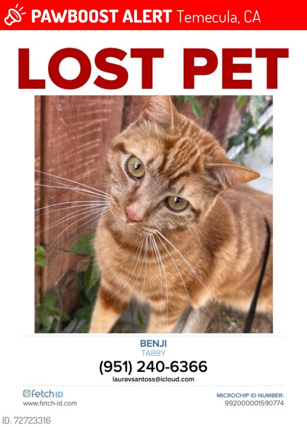 Lost Male Cat last seen Rosebay Ct Near Chaparral High School, Temecula, CA 92591