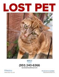 Lost Male Cat last seen Rosebay Ct Near Chaparral High School, Temecula, CA 92591