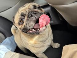 Found/Stray Female Dog last seen Bob white dr and west Belford , Houston, TX 77035