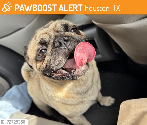 Found/Stray Female Dog last seen Bob white dr and west Belford , Houston, TX 77035