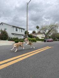 Found/Stray Unknown Dog last seen Bodega way, San Jose , San Jose, CA 95119