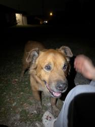 Found/Stray Male Dog last seen by Galaxy Drive in, Palmer, TX 75152