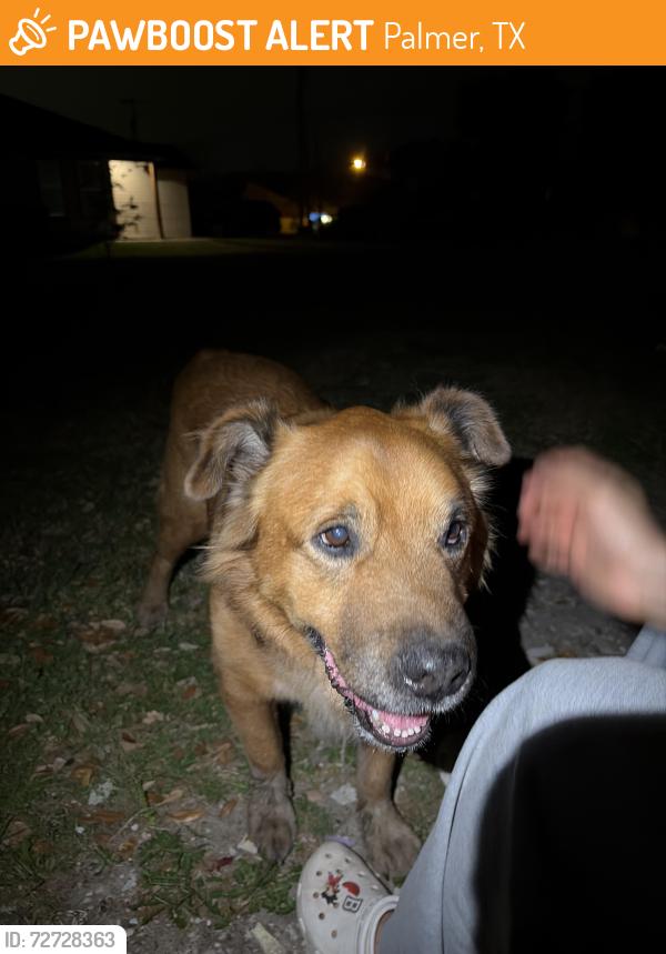 Found/Stray Male Dog last seen by Galaxy Drive in, Palmer, TX 75152