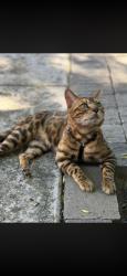 Lost Male Cat last seen East Woodward/Brenda Lee Area, Manteca, CA 95337