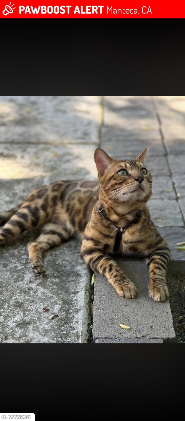 Lost Male Cat last seen East Woodward/Brenda Lee Area, Manteca, CA 95337
