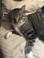 Lost Male Cat last seen Clinton st. And Linden ave. Lineood tap hse. , Linden, NJ 07036