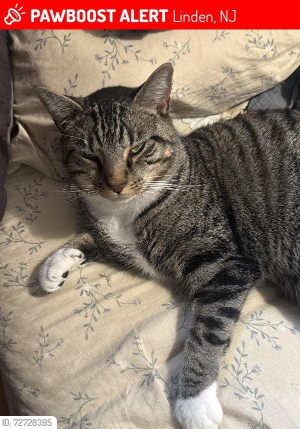 Lost Male Cat last seen Clinton st. And Linden ave. Lineood tap hse. , Linden, NJ 07036