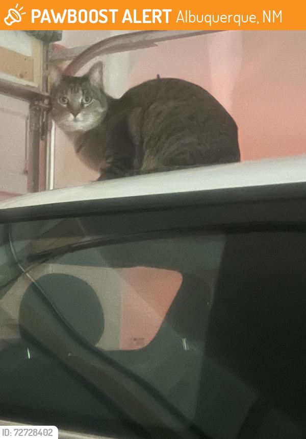 Found/Stray Unknown Cat last seen Central and Juan Tabo, Albuquerque, NM 87123