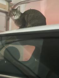 Found/Stray Unknown Cat last seen Central and Juan Tabo, Albuquerque, NM 87123