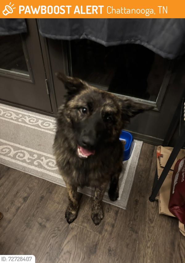 Found/Stray Female Dog last seen Steward Materials, Chattanooga, TN 37407