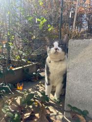 Lost Male Cat last seen Pebble Meadows drive Lewisville , Lewisville, NC 27023