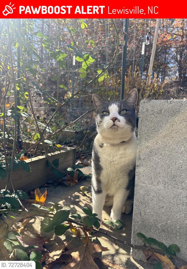 Lost Male Cat last seen Pebble Meadows drive Lewisville , Lewisville, NC 27023