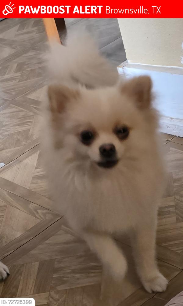 Lost Female Dog last seen West Levee and West St. Francis, Brownsville, TX 78520