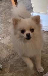 Lost Female Dog last seen West Levee and West St. Francis, Brownsville, TX 78520