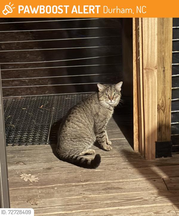 Found/Stray Unknown Cat last seen American Dr and Neal Rd, Durham, NC 27705