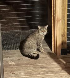 Found/Stray Unknown Cat last seen American Dr and Neal Rd, Durham, NC 27705