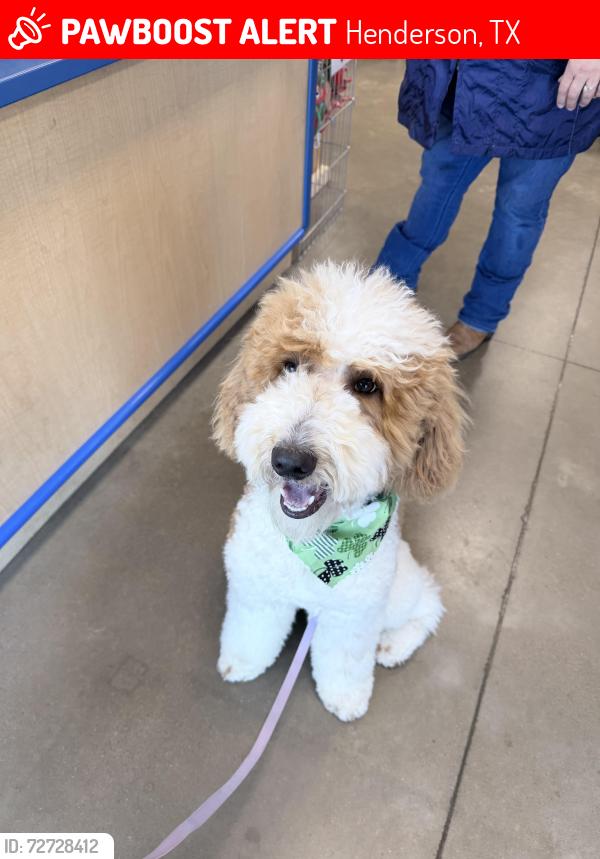 Lost Male Dog last seen Near e main st Henderson Tx , Henderson, TX 75652