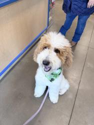 Lost Male Dog last seen Near e main st Henderson Tx , Henderson, TX 75652