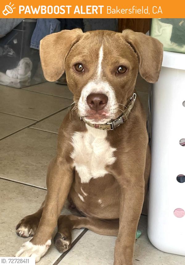 Found/Stray Female Dog last seen Lst, Bakersfield, CA 93301