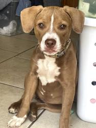 Found/Stray Female Dog last seen Lst, Bakersfield, CA 93301