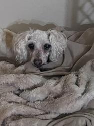 Found/Stray Female Dog last seen New leaf wildwood Glen dt, Las Vegas, NV 89131