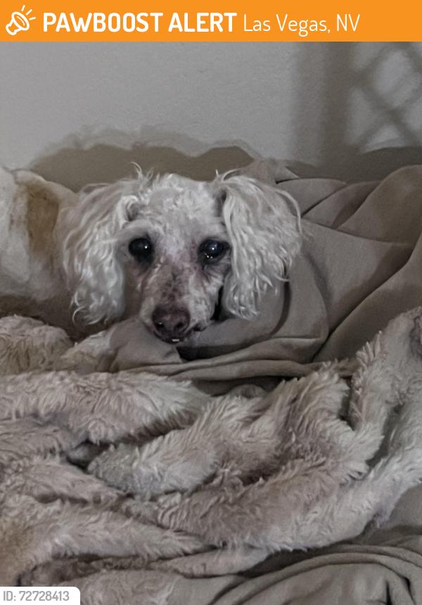 Found/Stray Female Dog last seen New leaf wildwood Glen dt, Las Vegas, NV 89131