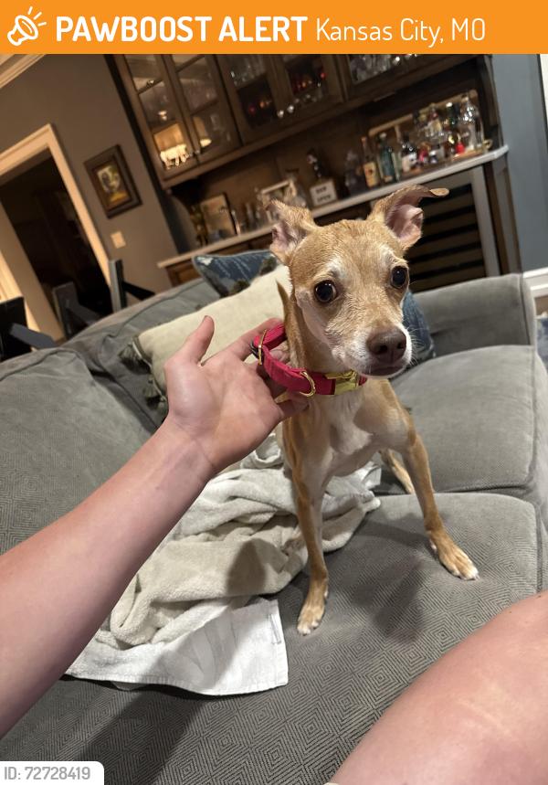 Found/Stray Female Dog last seen 56th St and Ward Parkway, Kansas City, MO 64113