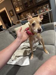 Found/Stray Female Dog last seen 56th St and Ward Parkway, Kansas City, MO 64113