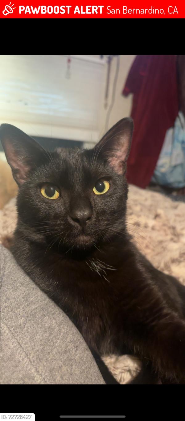 Lost Male Cat last seen Cedar st off of Highland, San Bernardino, CA 92410