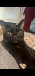Lost Male Cat last seen Cedar st off of Highland, San Bernardino, CA 92410