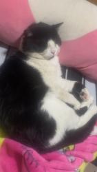 Lost Male Cat last seen My hse, Toronto, ON M2J 2T1