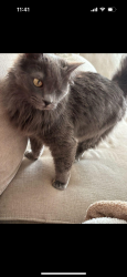 Lost Female Cat last seen Jimmy Camp Rd, Fountain, CO 80817