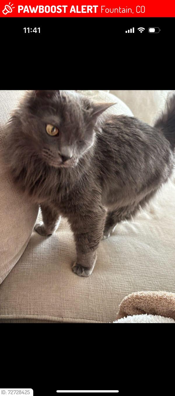 Lost Female Cat last seen Jimmy Camp Rd, Fountain, CO 80817