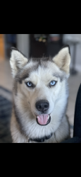 Lost Female Dog last seen Verónica dr chalmette, Chalmette, LA 70043